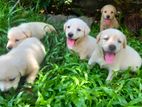 KASL Labrador Puppies