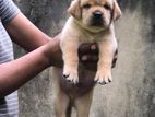 Labrador Puppy