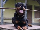 Rottweiler Male Dog for (stud ) Crossing