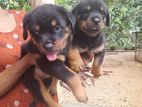 Kasl Register Rottweiler Puppies