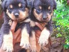 Rottweiler Puppies