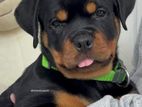 Kasl Register Rottweiler Puppies