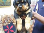 Rottweiler Puppies
