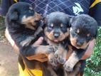 Rottweiler Puppies