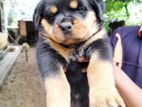 Rottweiler Puppies