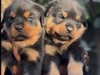 Rottweiler Puppies