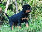 Rottweiler Puppies