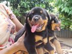 Kasl Register Rottweiler Puppies