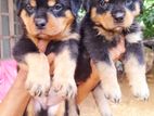 KASL Register Rottweiler Puppies