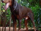 KASL Registerd Doberman Male for Crossing