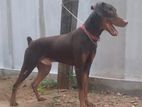 KASL Registerd Doberman Male For Crossing