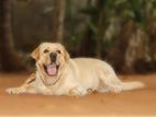 Labrador Males for Crossing