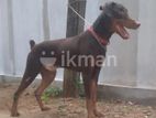 Doberman Male for Crossing