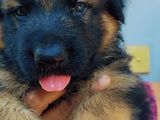 KASL Registered German Shepherd Puppies