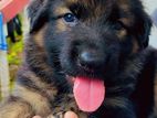 KASL Registered German Shepherd puppies