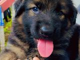 KASL Registered German Shepherd puppies