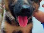 KASL Registered German Shepherd Puppies