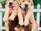 Kasl Registered Golden Retriever Puppies