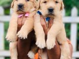 Kasl Registered Golden Retriever Puppies