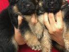 German Shepherd Long Coat Puppies