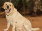 KASL Registered Labrador male For Crossing