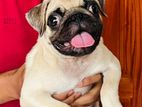 Pug Puppy (male)