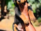 Purebred Rottweiler Puppies