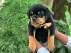 Rottweiler Puppies