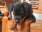 Rottweiler Puppy