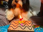 Shih Tzu Dog for Crossing