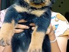 KASL Rottweiler Puppies