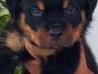 Rottweiler Puppies