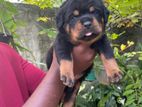 KASL Rottweiler Puppies