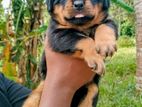 Kasl Rottweiler Puppies