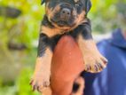 Rottweiler Puppies
