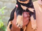 Rottweiler Puppies