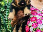 KASL Rottweiler Puppies