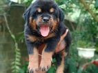 KASL Rottweiler Puppy