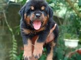 KASL Rottweiler Puppy