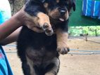 Rottweiler Puppy