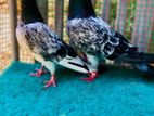 Kasuri Pigeon Pair