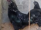 Kadaknath Kukulan