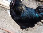 Kataknath Chicken