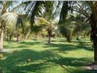 Katana ▪︎ Coconut Land for Sale