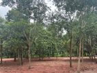 Katunayake - Land for sale