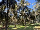 Katunayake Land for Sale