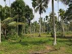 Katunayake Minuwangoda Airport Close Coconut Land for Sale
