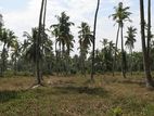 Katunayake Minuwangoda Dagonna Kimbulapitiya Land for Sale