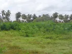 Katunayake seeduwa main rd. land for rent warehouse factory yard