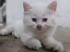 Persian Kittens